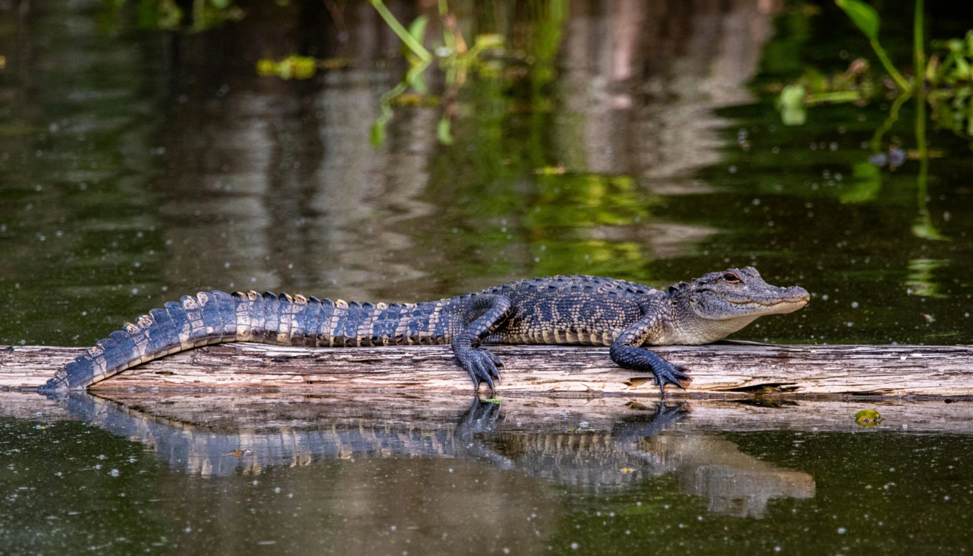 Best Time of Year to Book a Large Group Airboat Tour in New Orleans