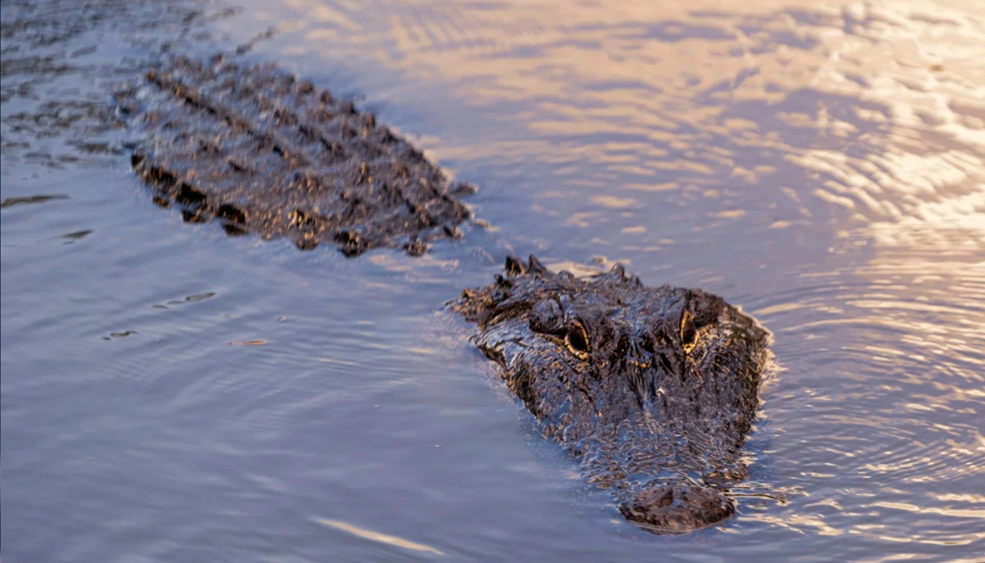 How Many People Can Fit on a New Orleans Airboat Tour? Large Group Capacity Guide in New Orleans in New Orleans,