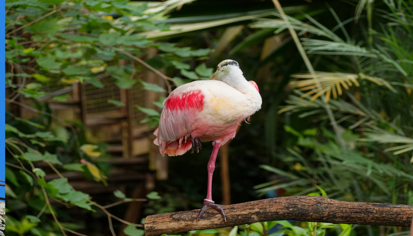 How to Book a Swamp Tour in New Orleans: Step-by-Step Guide to Getting the Best Experience in New Orleans,