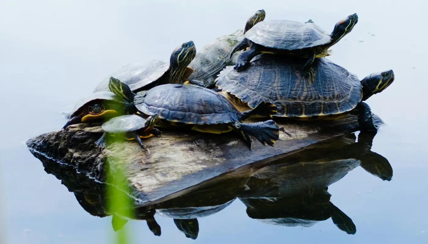 Large Group Airboat Tours in Westwego, Louisiana: Everything Your Group Needs to Know Before Booking in ,