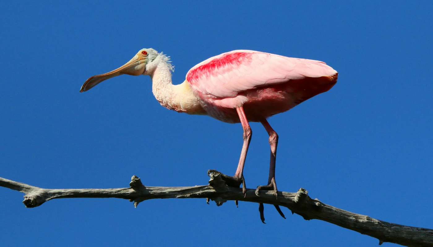 New Orleans Swamp Tour Packages: How to Combine Your Bayou Adventure With City Sightseeing in New Orleans,