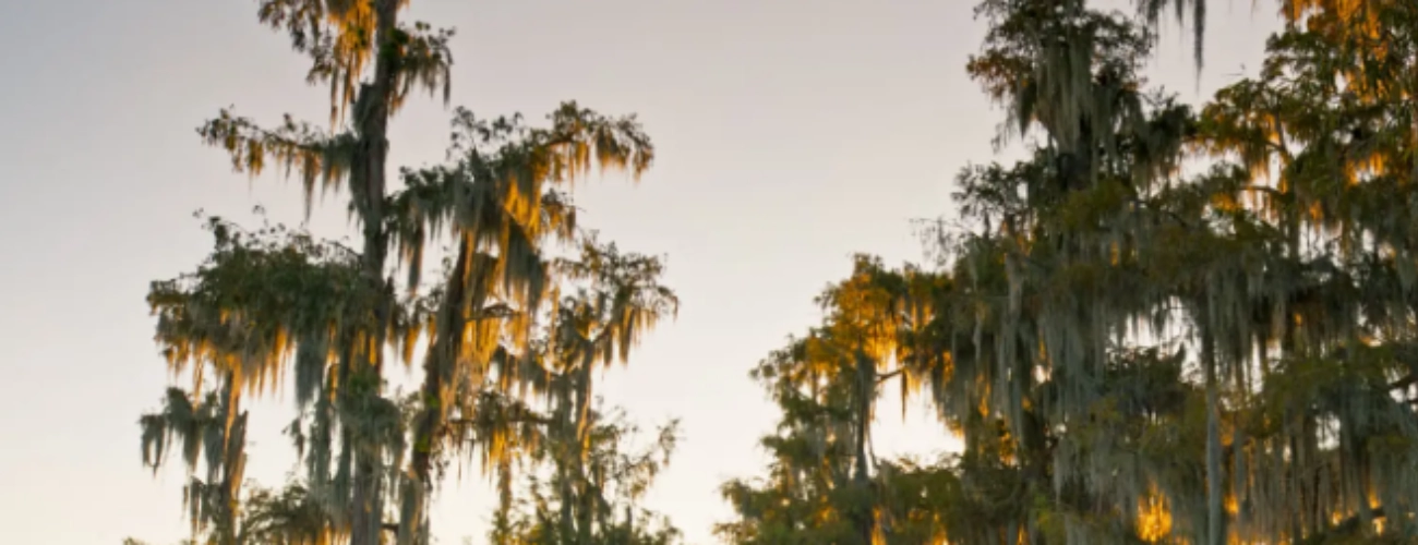 View Tall Cypress Trees near New Orleans in New Orleans, Louisiana